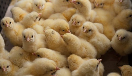 baby chickens close up image
