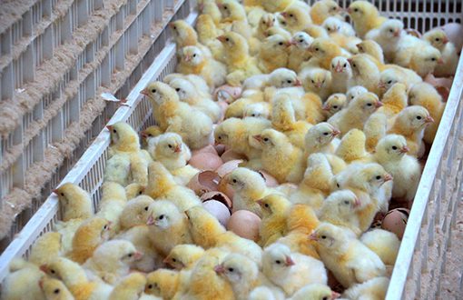 chicks hatching with shells