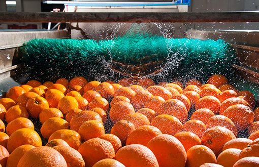 Hygenic washing station for rows and rows of oranges in produce factory