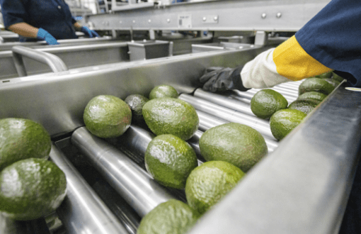 Avocados being washed on stainless steel rollers in factory